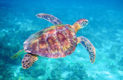 Tortuga. Sea Turtle | Bahia Principe Privilege Club