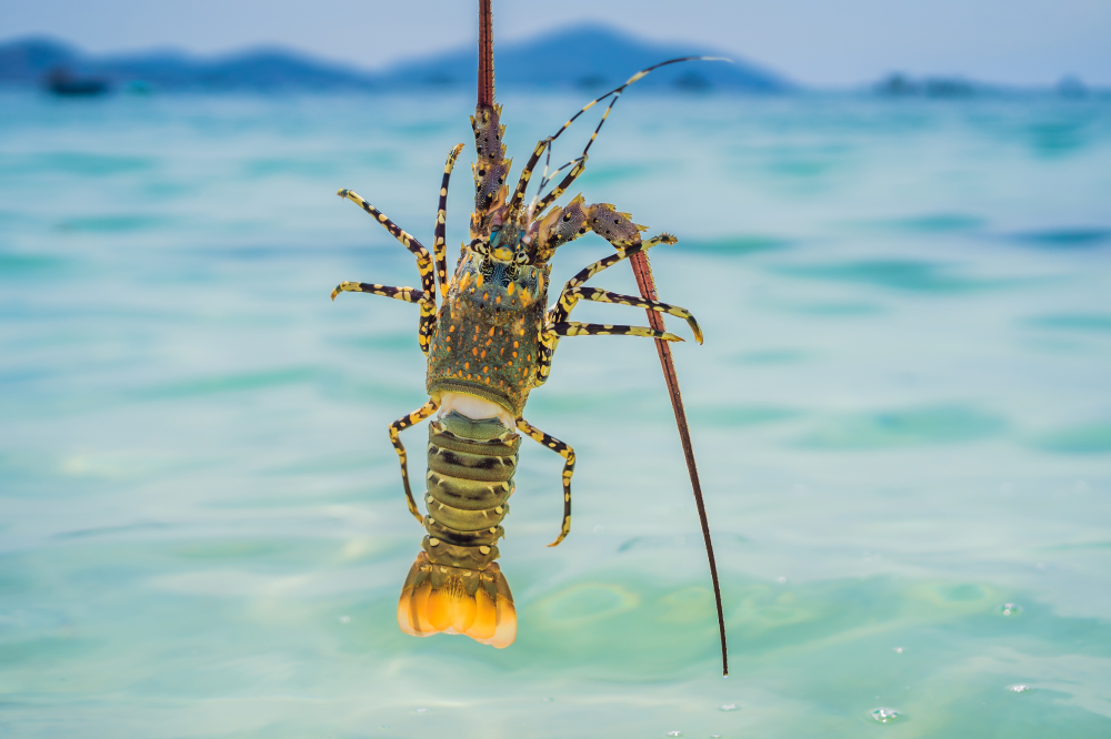 République Dominicaine, le pays animal