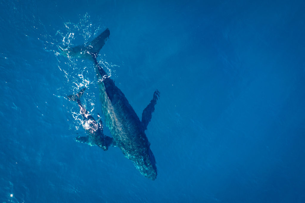 whale watching-avistamiento de ballenas-d'observation des Baleines