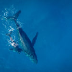 whale watching-avistamiento de ballenas-d'observation des Baleines