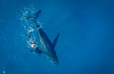 whale watching-avistamiento de ballenas-d'observation des Baleines