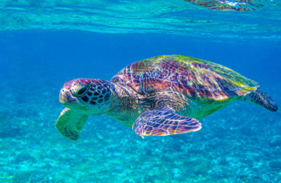 The Riviera Maya Sea Turtle- La Tortuga Marina de Riviera Maya-La tortue de mer de la Riviera Maya