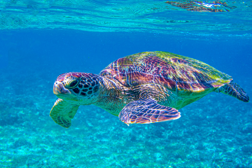 The Riviera Maya Sea Turtle