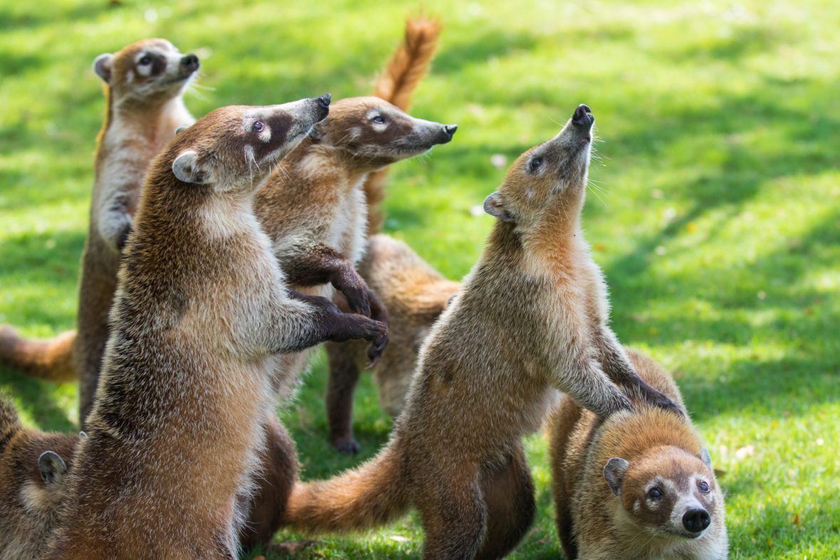 Coatis in Riviera Maya: a natural surprise during your stay – The Blog ...