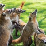 Coatis in Riviera Maya
